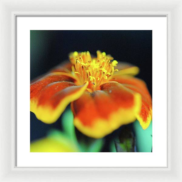 Marigold With Pollen - Framed Print