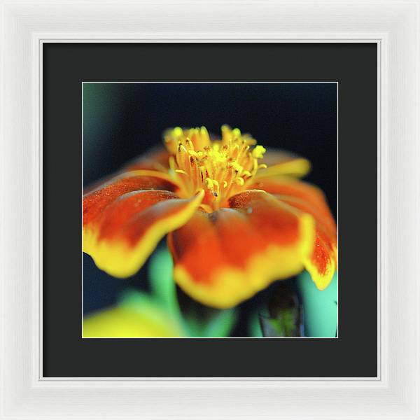 Marigold With Pollen - Framed Print