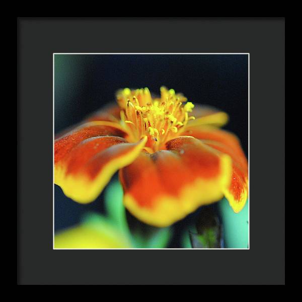 Marigold With Pollen - Framed Print