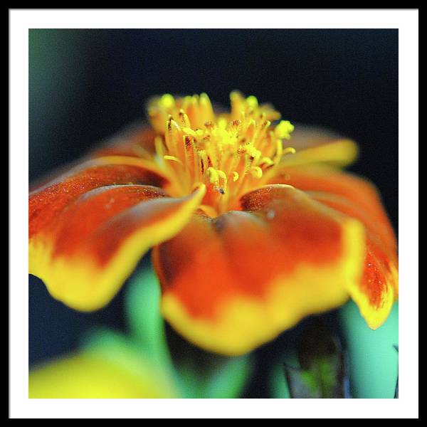 Marigold With Pollen - Framed Print
