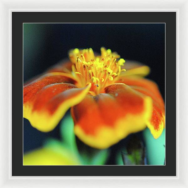 Marigold With Pollen - Framed Print