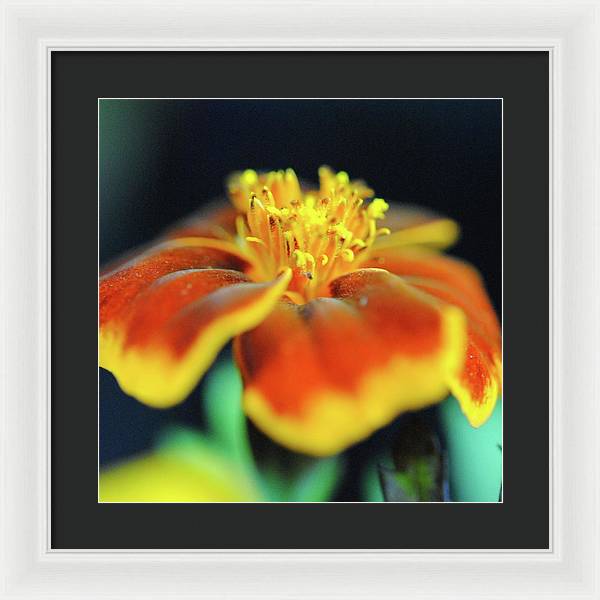 Marigold With Pollen - Framed Print