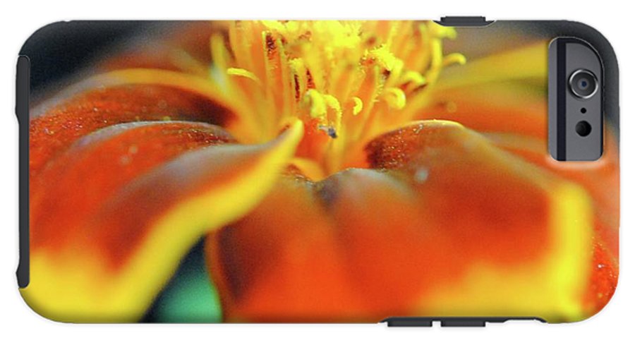 Marigold With Pollen - Phone Case