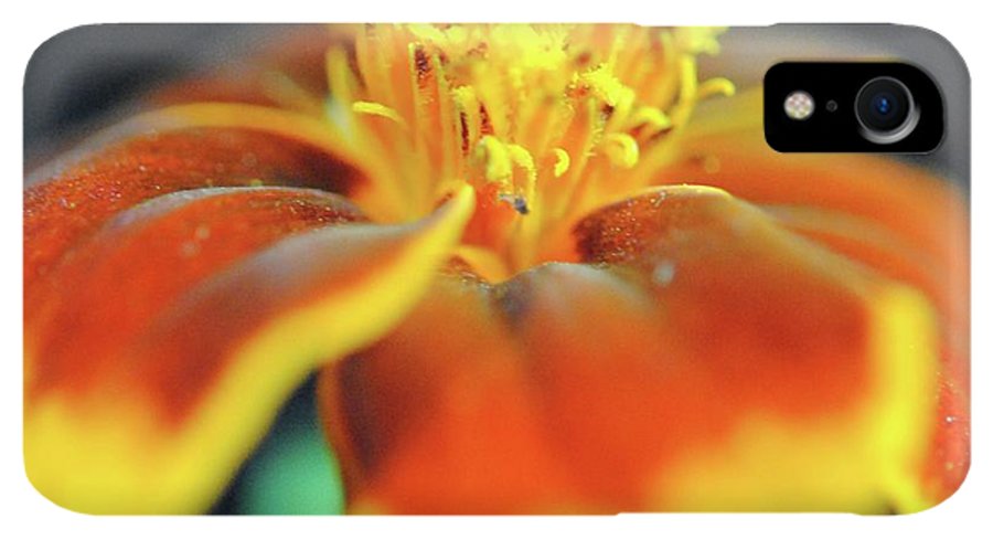 Marigold With Pollen - Phone Case