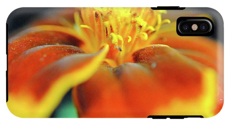 Marigold With Pollen - Phone Case