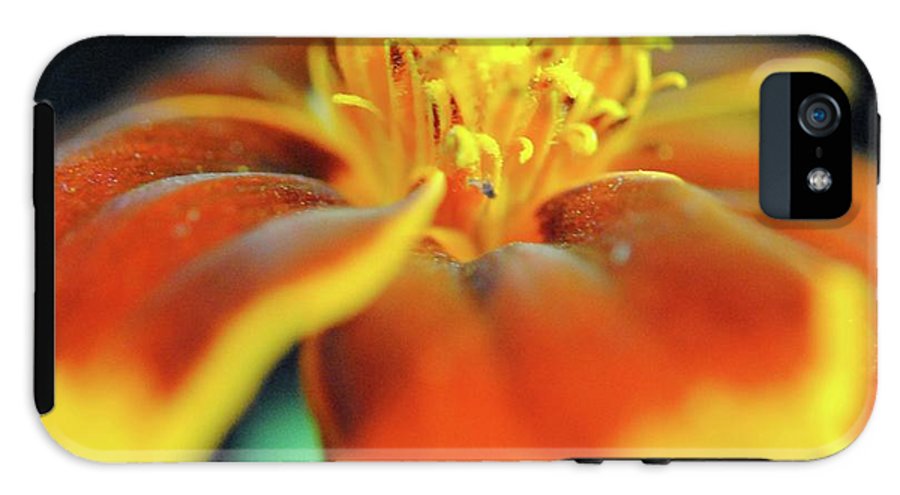 Marigold With Pollen - Phone Case