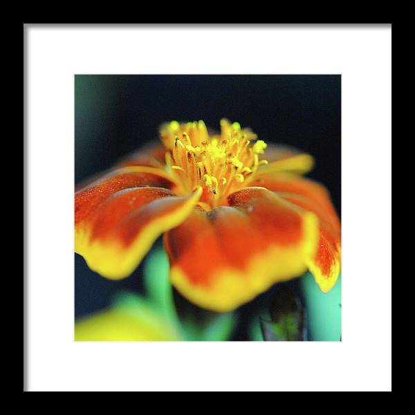 Marigold With Pollen - Framed Print