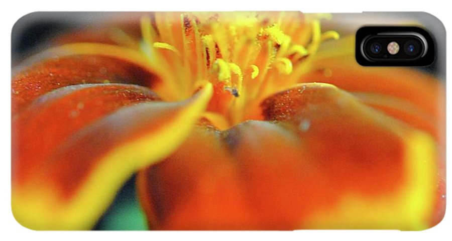 Marigold With Pollen - Phone Case