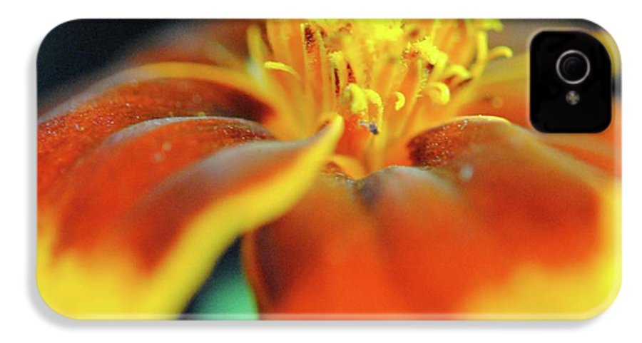 Marigold With Pollen - Phone Case