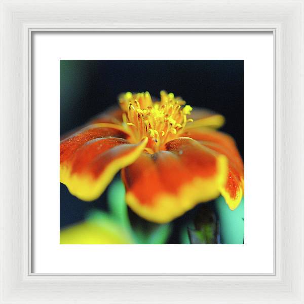 Marigold With Pollen - Framed Print