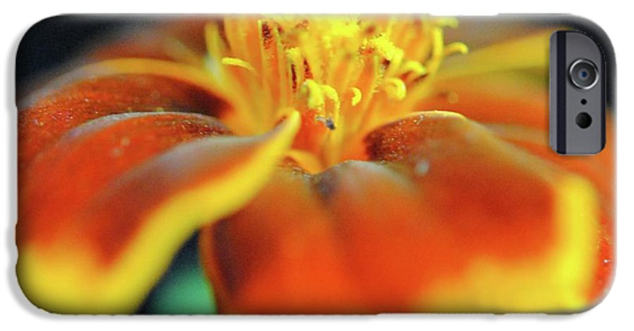 Marigold With Pollen - Phone Case
