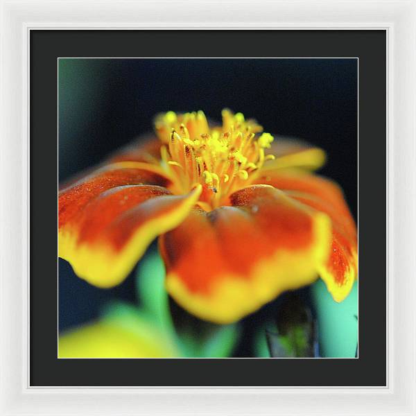 Marigold With Pollen - Framed Print