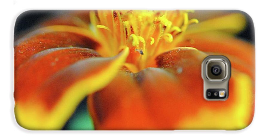 Marigold With Pollen - Phone Case