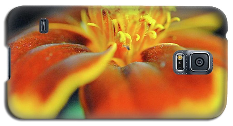 Marigold With Pollen - Phone Case