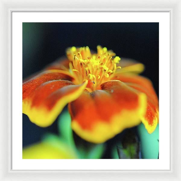 Marigold With Pollen - Framed Print