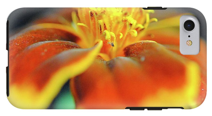 Marigold With Pollen - Phone Case