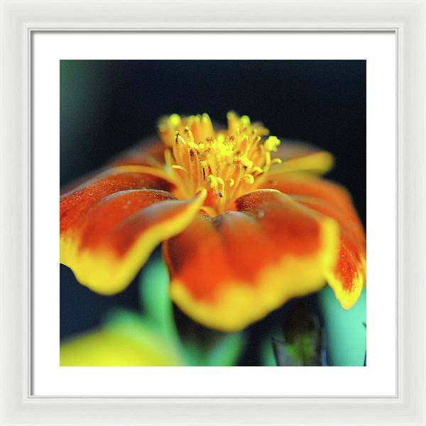 Marigold With Pollen - Framed Print