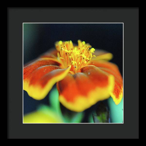 Marigold With Pollen - Framed Print