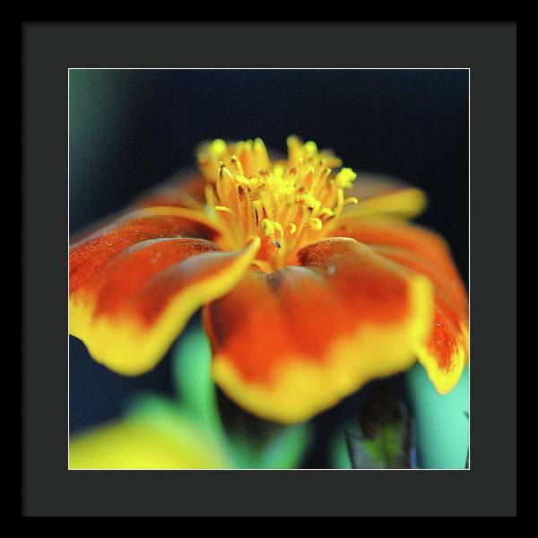 Marigold With Pollen - Framed Print