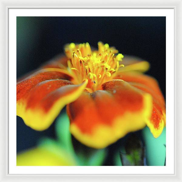 Marigold With Pollen - Framed Print