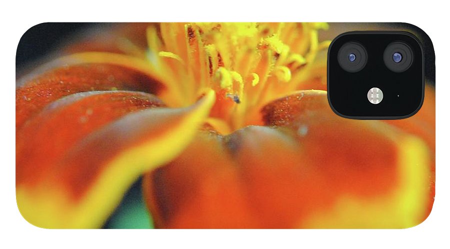 Marigold With Pollen - Phone Case