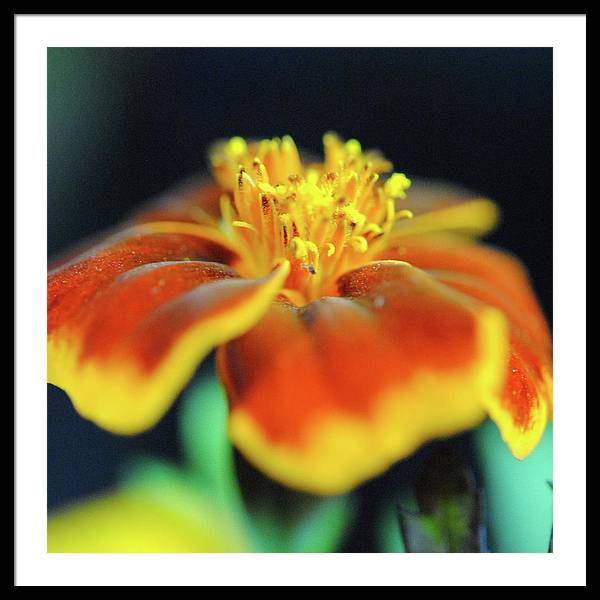 Marigold With Pollen - Framed Print