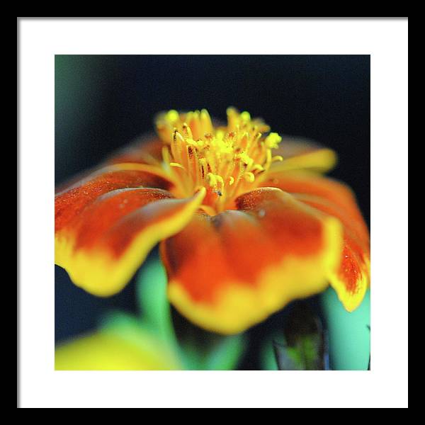 Marigold With Pollen - Framed Print