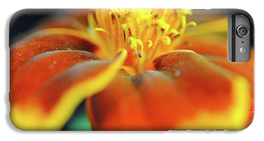 Marigold With Pollen - Phone Case