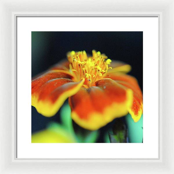 Marigold With Pollen - Framed Print
