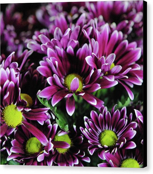 Maroon and White Mums - Canvas Print
