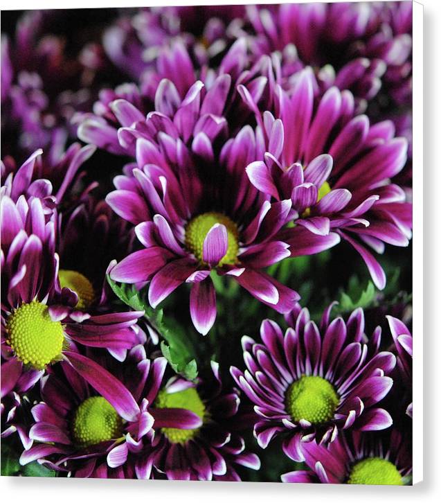 Maroon and White Mums - Canvas Print