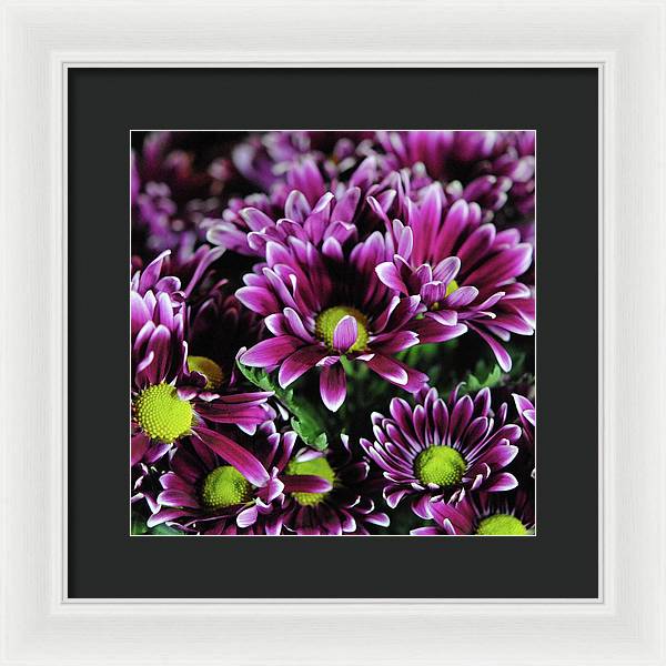 Maroon and White Mums - Framed Print