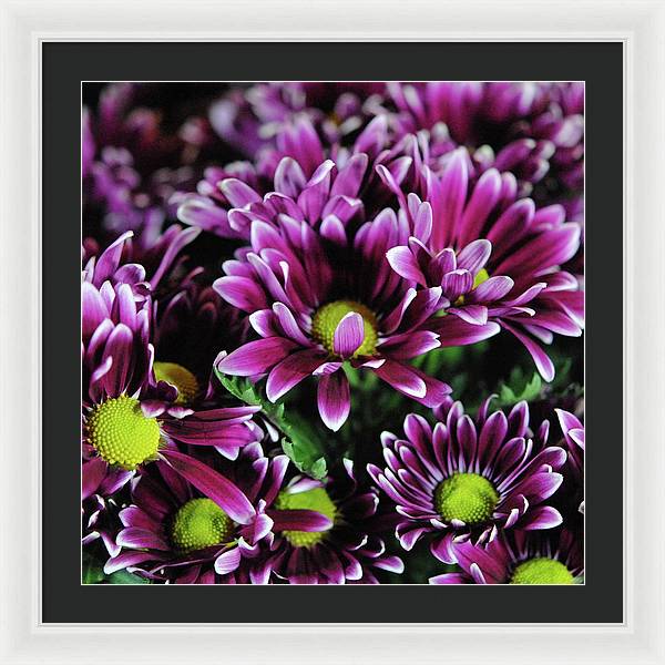 Maroon and White Mums - Framed Print