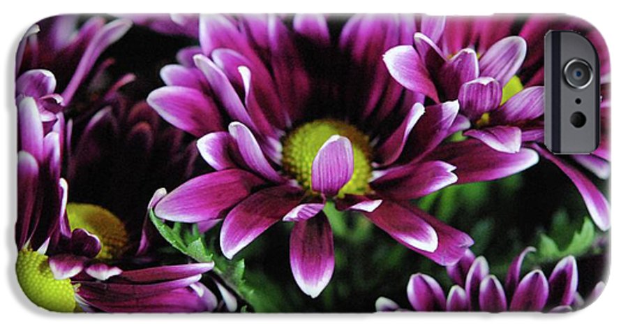 Maroon and White Mums - Phone Case