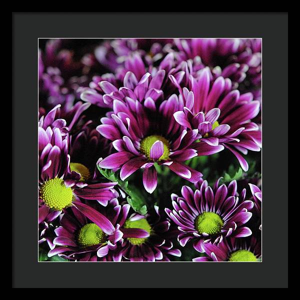Maroon and White Mums - Framed Print