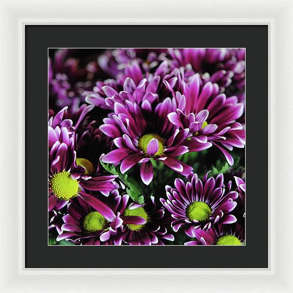 Maroon and White Mums - Framed Print