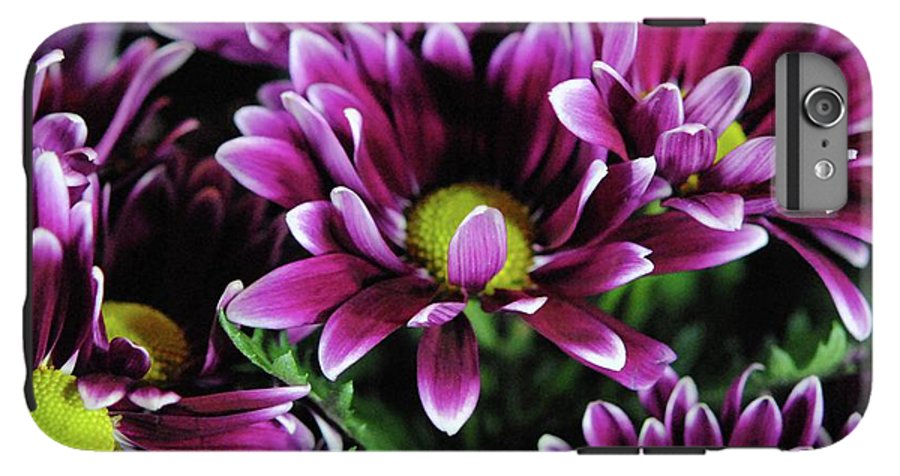 Maroon and White Mums - Phone Case