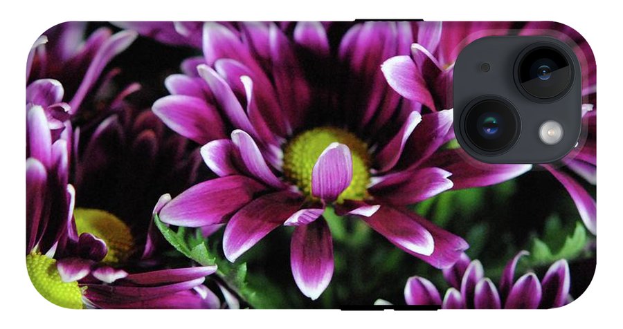 Maroon and White Mums - Phone Case