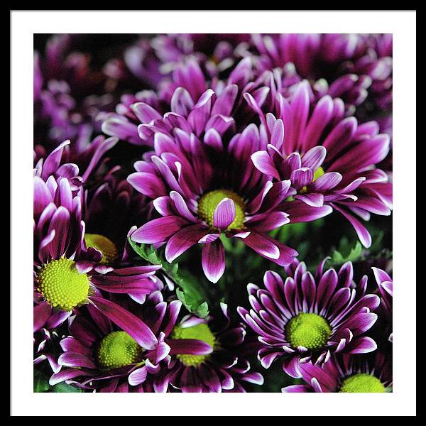 Maroon and White Mums - Framed Print