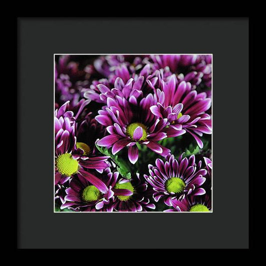 Maroon and White Mums - Framed Print