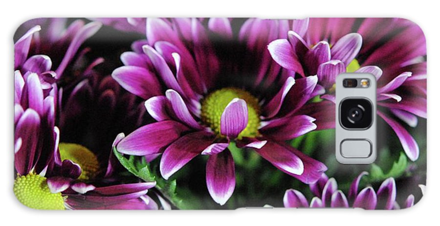 Maroon and White Mums - Phone Case