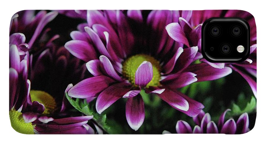 Maroon and White Mums - Phone Case