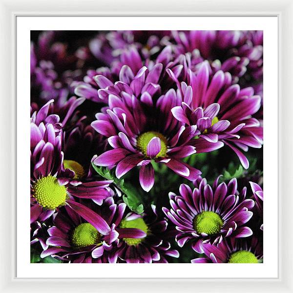 Maroon and White Mums - Framed Print