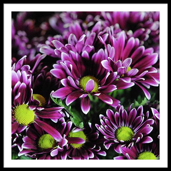 Maroon and White Mums - Framed Print