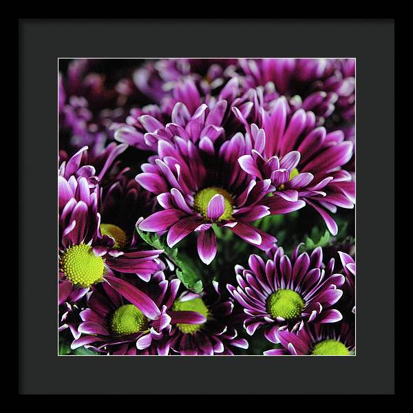 Maroon and White Mums - Framed Print