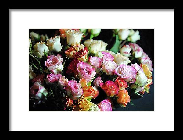 Mini Tea Roses - Framed Print