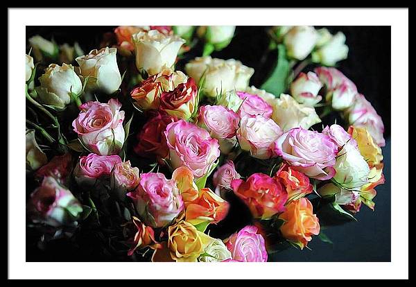 Mini Tea Roses - Framed Print