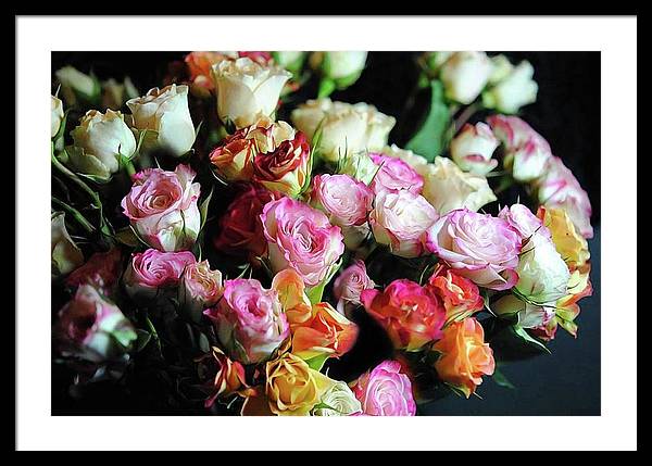 Mini Tea Roses - Framed Print