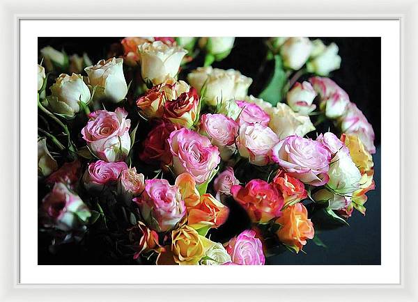 Mini Tea Roses - Framed Print