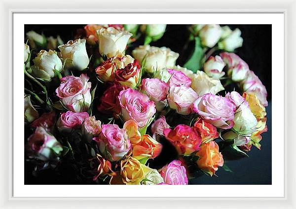 Mini Tea Roses - Framed Print